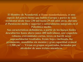El Hombre de Neandertal, u  Homo   neanderthalensis , es una especie del género homo que habitó Europa y partes de Asia occidental desde hace 230 mil hasta 29 mil años atrás, durante el Pleistoceno medio y superior y culturalmente integrada en el Paleolítico medio. Sus características definidoras, a partir de los huesos fósiles descubiertos hasta ahora (unos 400 individuos), son: esqueleto robusto, extremidades cortas, tórax en barril, arcos supraorbitarios resaltados, frente baja e inclinada, faz prominente, mandíblas sin mentón y gran capacidad craneal —1.500 cm³—. Vivían en grupos organizados, formados por alrededor de unos treinta miembros. 