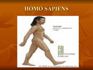 HOMO SAPIENS 