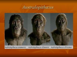 Australopithecus   