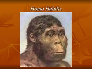 Homo Habilis 
