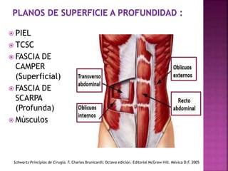  PIEL
 TCSC
 FASCIA DE
CAMPER
(Superficial)
 FASCIA DE
SCARPA
(Profunda)
 Músculos
Schwarts Principios de Cirugía. F. Charles Brunicardi; Octava edición. Editorial McGraw Hill. México D.F. 2005
 