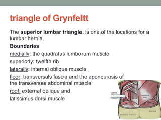 triangle of Grynfeltt
The superior lumbar triangle, is one of the locations for a
lumbar hernia.
Boundaries
medially: the quadratus lumborum muscle
superiorly: twelfth rib
laterally: internal oblique muscle
floor: transversals fascia and the aponeurosis of
the transverses abdominal muscle
roof: external oblique and
latissimus dorsi muscle
 