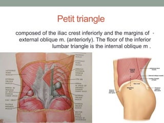 Petit triangle
•
composed of the iliac crest inferiorly and the margins of
external oblique m. (anteriorly). The floor of the inferior
lumbar triangle is the internal oblique m .
 