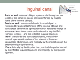 Inguinal canal
Anterior wall: external oblique aponeurosis throughout the
length of the canal; its lateral part is reinforced by muscle
fibers of the internal oblique.
Posterior wall: transversals fascia; its medial part is
reinforced by pubic attachments of the internal oblique and
transverses abdominals aponeuroses that frequently merge to
variable extents into a common tendon—the inguinal falx
(conjoint tendon)—and the reflected inguinal ligament.
Roof: laterally by the transversals fascia, centrally by
musculoaponeurotic arches of the internal oblique and
transverses abdominals, and medially by the medial crus of the
external oblique aponeurosis.
Floor: laterally by the iliopubic tract, centrally by gutter formed
by the infolded inguinal ligament, and medially by the lacunar
ligament.
 