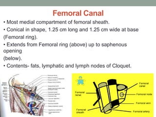Femoral Canal
• Most medial compartment of femoral sheath.
• Conical in shape, 1.25 cm long and 1.25 cm wide at base
(Femoral ring).
• Extends from Femoral ring (above) up to saphenous
opening
(below).
• Contents- fats, lymphatic and lymph nodes of Cloquet.
 