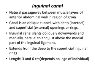 Inguinal canal
• Natural passageway between muscle layers of
anterior abdominal wall in region of groin
• Canal is an oblique tunnel, with deep (internal)
and superficial (external) openings or rings.
• Inguinal canal slants obliquely downwards and
medially, parallel to and just above the medial
part of the inguinal ligament.
• Extends from the deep to the superficial inguinal
rings
• Length: 3 and 6 cm(depends on age of individual)
 
