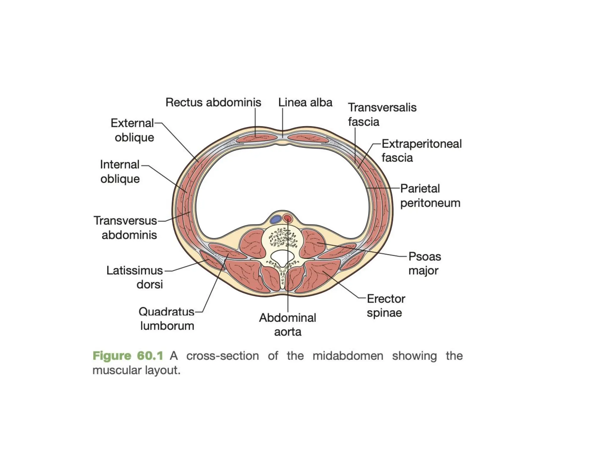Hernia inguinal femoral ventral.pptx.pdf