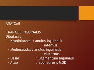 ANATOMI
- KANALIS INGUINALIS
Dibatasi :
- Kraniolateral : anulus inguinalis
internus
- Mediocaudal : anulus inguinalis
eksternus
- Dasar : ligamentum inguinale
- Atap : aponeurosis MOE
 