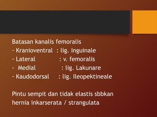 Batasan kanalis femoralis
- Kranioventral : lig. Inguinale
- Lateral : v. femoralis
- Medial : lig. Lakunare
- Kaudodorsal : lig. Ileopektineale
Pintu sempit dan tidak elastis sbbkan
hernia inkarserata / strangulata
 