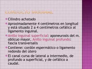 Cilindro achatado Aproximadamente 4 centímetros en longitud y está situado 2 a 4 centímetros cefálico al ligamento inguinal. Anillo inguinal superficial : aponeurosis del m. oblicuo mayor,  Anillo inguinal profundo : fascia transversalis Contiene: cordón espermático o ligamento redondo del útero  El canal cursa de lateral a intermedio, de profundo a superficial, y de cefálico a caudal.  