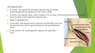 The inguinal canal
 In infants, the superficial and deep inguinal rings are almost
superimposed and the obliquity of the canal is slight.
 In adults, the inguinal canal, which is about 3.75 cm long, is directed downwards and medially
from the deep to the superficial inguinal ring.
 WHAT IT TRANSMITS????
 In the male, the inguinal canal transmits the spermatic cord, the
ilioinguinal nerve and the genital branch of the genitofemoral
nerve.
 In the female, the round ligament replaces the spermatic
cord.
 