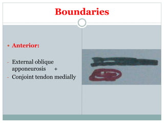 Boundaries
 Anterior:
- External oblique
apponeurosis +
- Conjoint tendon medially
 