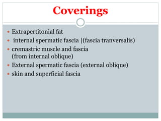 Coverings
 Extrapertitonial fat
 internal spermatic fascia |(fascia tranversalis)
 cremastric muscle and fascia
(from internal oblique)
 External spermatic fascia (external oblique)
 skin and superficial fascia
 