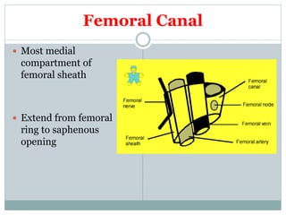 Femoral Canal
 Most medial
compartment of
femoral sheath
 Extend from femoral
ring to saphenous
opening
 