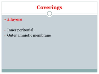 Coverings
 2 layers
- Inner peritonial
- Outer amniotic membrane
 