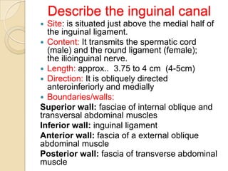Describe the inguinal canal
Site: is situated just above the medial half of
the inguinal ligament.
 Content: It transmits the spermatic cord
(male) and the round ligament (female);
the ilioinguinal nerve.
 Length: approx.. 3.75 to 4 cm (4-5cm)
 Direction: It is obliquely directed
anteroinferiorly and medially
 Boundaries/walls:
Superior wall: fasciae of internal oblique and
transversal abdominal muscles
Inferior wall: inguinal ligament
Anterior wall: fascia of a external oblique
abdominal muscle
Posterior wall: fascia of transverse abdominal
muscle


 