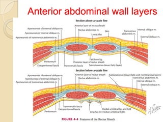 Anterior abdominal wall layers

 