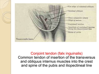 Conjoint tendon (falx inguinalis)
Common tendon of insertion of the transversus
and obliquus internus muscles into the crest
and spine of the pubis and iliopectineal line

 