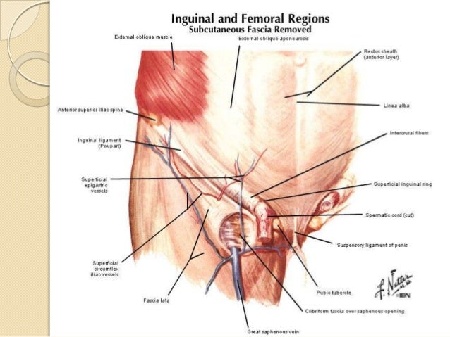 herniorrhaphy