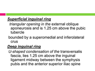 Superficial inguinal ring
triangular opening in the external oblique
aponeurosis and is 1.25 cm above the pubic
tubercle
bounded by a superomedial and inferolateral
crus
Deep inguinal ring
U-shaped condensation of the transversalis
fascia, lies 1.25 cm above the inguinal
ligament midway between the symphysis
pubis and the anterior superior iliac spine
 