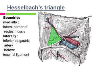Hesselbach’s triangle
Boundries
medially :
lateral border of
rectus muscle
laterally :
inferior epigastric
artery
below:
inguinal ligament
 