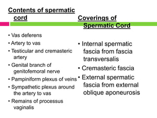 Contents of spermatic
cord
• Vas deferens
• Artery to vas
• Testicular and cremasteric
artery
• Genital branch of
genitofemoral nerve
• Pampiniform plexus of veins
• Sympathetic plexus around
the artery to vas
• Remains of processus
vaginalis
Coverings of
Spermatic Cord
• Internal spermatic
fascia from fascia
transversalis
• Cremasteric fascia
• External spermatic
fascia from external
oblique aponeurosis
 