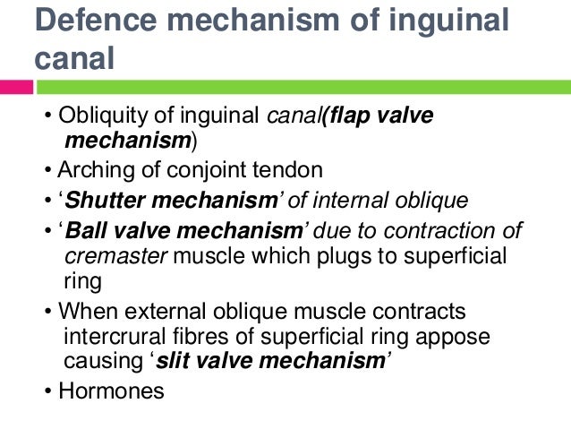 Image result for Mechanisms to prevent inguinal hernia