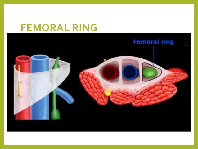 Boundaries Of The Femoral Ring Boundaries Of The Femoral Ring