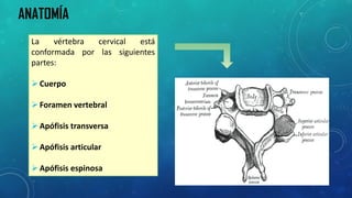 Lavértebracervicalestáconformadaporlassiguientespartes: 
Cuerpo 
Foramenvertebral 
Apófisistransversa 
Apófisisarticular 
Apófisisespinosa 
ANATOMÍA  