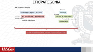 ETIOPATOGENIA
*Si el proceso continúa
La trombosis de las a. nutricias
NECROSIS ÓSEA
Tejido de granulación
Periostio
Proceso de reparación
Formación de hueso vivo
«Involucro»
«Secuestro»
Alrededor se forma
10 días después de haber iniciado el proceso infeccioso
originara
A nivel del
Se iniciara
 