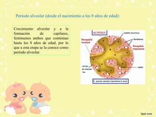 Periodo alveolar (desde el nacimiento a los 8 años de edad):
Crecimiento alveolar y a la
formación de capilares,
fenómenos...