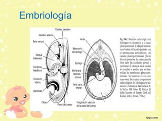 Embriología
 