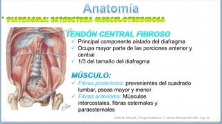 Anatomía<br />* Diafragma: estructura musculotendinosa<br />TENDÓN CENTRAL FIBROSO<br /><ul><li>Principal componente aisla...