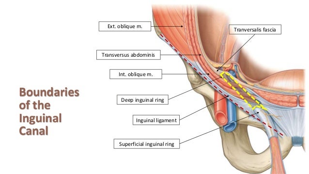What Are The Superficial And Deep Inguinal Rings What Are The Superficial And Deep Inguinal Rings