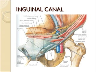 INGUINAL CANAL
INGUINAL CANAL
 