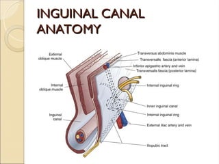 INGUINAL CANAL
INGUINAL CANAL
ANATOMY
ANATOMY
 