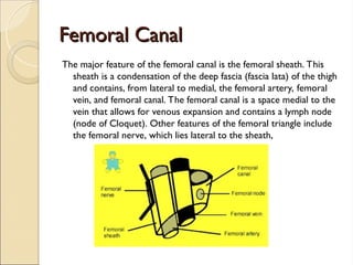 Femoral Canal
Femoral Canal
The major feature of the femoral canal is the femoral sheath. This
sheath is a condensation of the deep fascia (fascia lata) of the thigh
and contains, from lateral to medial, the femoral artery, femoral
vein, and femoral canal. The femoral canal is a space medial to the
vein that allows for venous expansion and contains a lymph node
(node of Cloquet). Other features of the femoral triangle include
the femoral nerve, which lies lateral to the sheath,
 