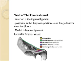Wall of The Femoral canal
anterior is the inguinal ligament
posterior is the iliopsoas, pectineal, and long adductor
muscles (floor).
Medial is lacunar ligament
Lateral is femoral vessel
 