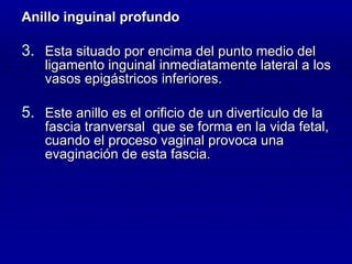 Anillo inguinal profundo Esta situado por encima del punto medio del ligamento inguinal inmediatamente lateral a los vasos epigástricos inferiores. Este anillo es el orificio de un divertículo de la fascia tranversal  que se forma en la vida fetal, cuando el proceso vaginal provoca una evaginación de esta fascia. 