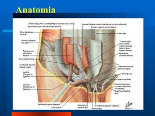 Anatomia 