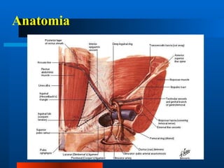 Anatomia 