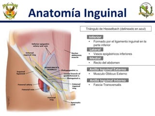 Anatomía Inguinal
• Formado por el ligamento inguinal en la
parte inferior
Inferior
Triángulo de Hesselbach (delineado en azul)
Lateral
• Vasos epigástricos inferiores
Medial
• Recto del abdomen
Anillo Inguinal Externo
• Musculo Oblicuo Externo
Anillo Inguinal Interno
• Fascia Transversalis
 