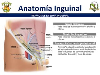 Anatomía Inguinal
NERVIOS DE LA ZONA INGUINAL
• Pasa entre los músculos oblicuos externo e
interno
Nervio Ilioinguinal
• Acompaña a las otras estructuras del cordón
a través del anillo interno, está detrás de las
otras estructuras del cordón fuera del área
habitual de disección y fuera de peligro
Nervio Iliohipogastrico
Rama genital del nervio genitofemoral
• Pasa entre los músculos oblicuos externo e
interno
 