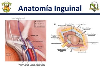 Anatomía Inguinal
 