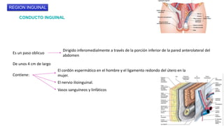 CONDUCTO INGUINAL
REGION INGUINAL
Es un paso oblicuo
De unos 4 cm de largo
Dirigido inferomedialmente a través de la porción inferior de la pared anterolateral del
abdomen
Contiene:
El nervio ilioinguinal.
Vasos sanguíneos y linfáticos
El cordón espermático en el hombre y el ligamento redondo del útero en la
mujer.
 