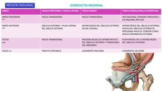 LIMITE ANILLO PROFUNDO / TERCIO LATERAL TERCIO MEDIO TERCIO MEDIAL/ANILLO SUPERFICIAL
PARED POSTERIOR
(2T)
FASCIA TRANSVERSAL FASCIA TRANSVERSAL HOZ INGUINAL (TENDON CONJUNTO) +
LIG INGUINAL REFLEJO
PARED ANTERIOR
(2A)
OBLICUO INTERNO + PILAR LATERAL
DEL OBLICO EXTERNO
APONEUROSIS DEL OBLICUO EXTERNO
(PILAR LATERAL)
APONEUROSIS DEL OBLICUO EXTERNO.
FASCIA DEL OBLICUO EXTERNO SE
PROLONGA HACIA EL CORDON COMO
FASCIA ESPERMATICA EXTERNA
TECHO
(2M)
FASCIA TRANSVERSAL ARCADAS MUSCULO APONEUROTICO
DEL OBLICUO INTERNO Y TRANSVERSO
DEL ABDOMEN
PILAR MEDIAL DE LA APONEUROSIS
DEL OBLICUO EXTERNO
SUELO (2L) TRACTO ILIOPUBICO LIGAMENTO INGUINAL LIGAMENTO LACUNAR
CONDUCTO INGUINAL
REGION INGUINAL
 