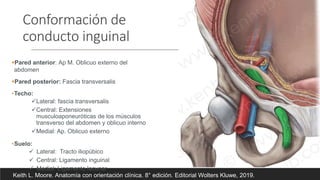 Conformación de
conducto inguinal
Pared anterior: Ap M. Oblicuo externo del
abdomen
Pared posterior: Fascia transversalis
•Techo:
Lateral: fascia transversalis
Central: Extensiones
musculoaponeuróticas de los músculos
transverso del abdomen y oblicuo interno
Medial: Ap. Oblicuo externo
•Suelo:
 Lateral: Tracto iliopúbico
 Central: Ligamento inguinal
 Medial: Ligamento lacunar
Keith L. Moore. Anatomía con orientación clínica. 8° edición. Editorial Wolters Kluwe, 2019.
 