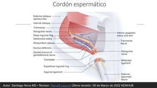 Cordón espermático
Autor: Santiago Nova MD • Revisor: Marcell Laguna Última revisión: 09 de Marzo de 2022 KENHUB
 