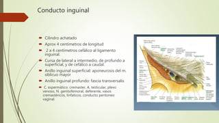 Conducto inguinal
 Cilindro achatado
 Aprox 4 centímetros de longitud
 2 a 4 centímetros cefálico al ligamento
inguinal.
 Cursa de lateral a intermedio, de profundo a
superficial, y de cefálico a caudal.
 Anillo inguinal superficial: aponeurosis del m.
oblicuo mayor
 Anillo inguinal profundo: fascia transversalis
 C. espermático: cremaster, A. testicular, plexo
venoso, N. genitofemoral, deferente, vasos
cremastéricos, linfaticos, conducto peritoneo
vaginal.
 