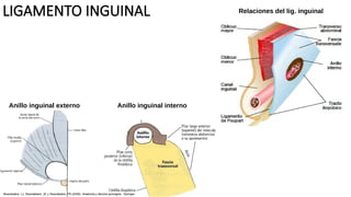 LIGAMENTO INGUINAL
Anillo inguinal externo Anillo inguinal interno
Relaciones del lig. inguinal
Skandalakis, LJ, Skandalakis, JE y Skandalakis, PN (2009). Anatomía y técnica quirúrgica . Springer.
 